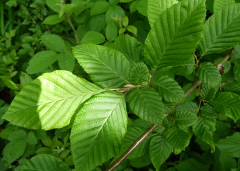 Gewöhnliche Hainbuche (Carpinus betulus L.) - © Karoline Kreimer-Hartmann